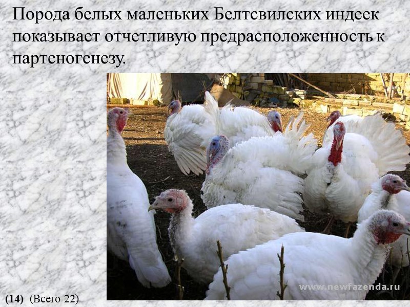 Порода белых маленьких Белтсвилских индеек показывает отчетливую предрасположенность к партеногенезу. (14) (Всего 22)